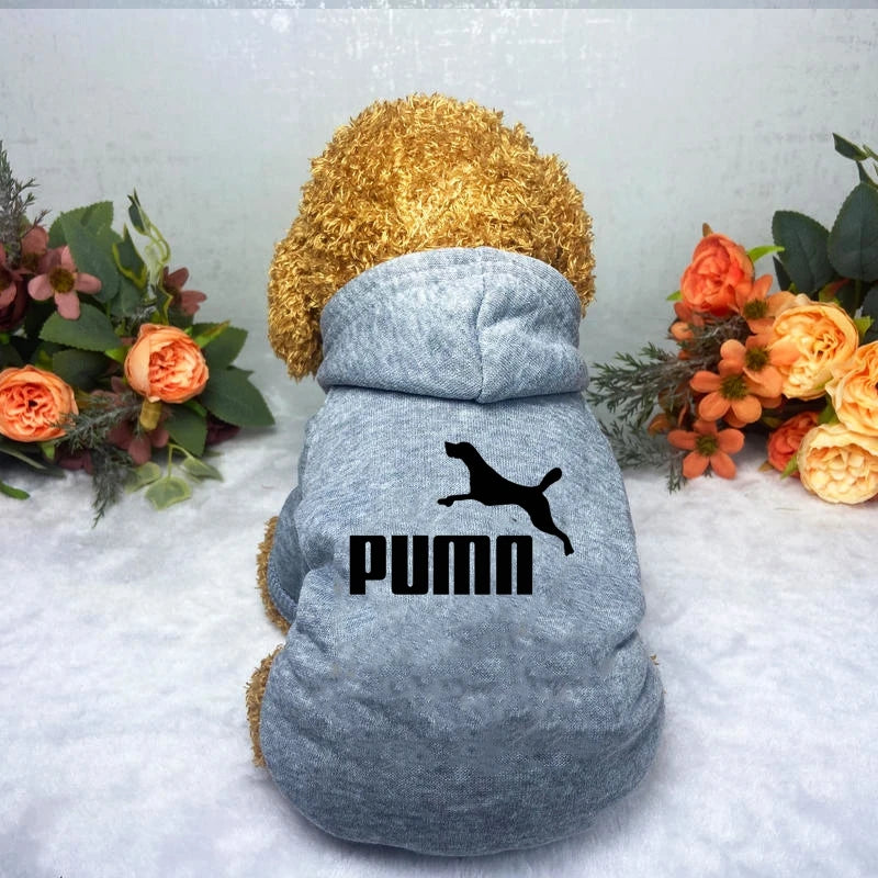 Puma Dog Hoddie Openly Gay Animals